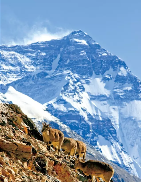 Mount Everest